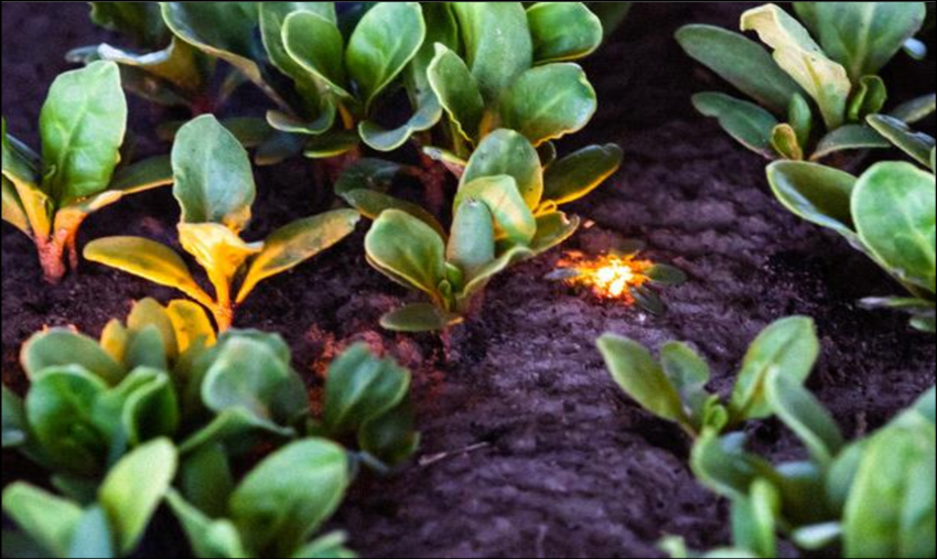 Laser for laser weeding