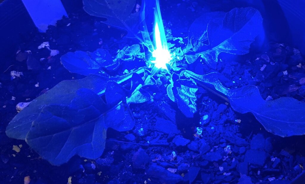 Laser for laser weeding